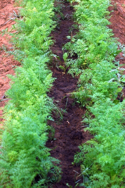 carrot-growing-in-beds