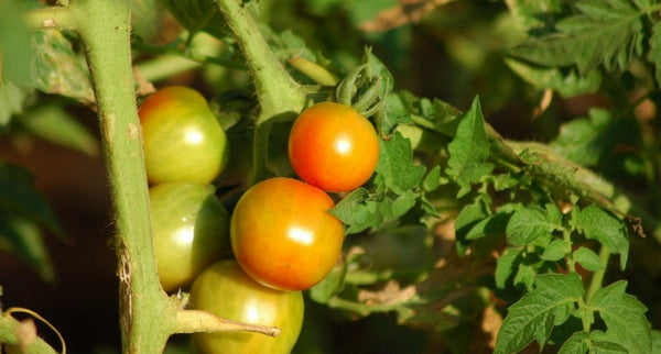 cherry-tomatoes-more-hardy