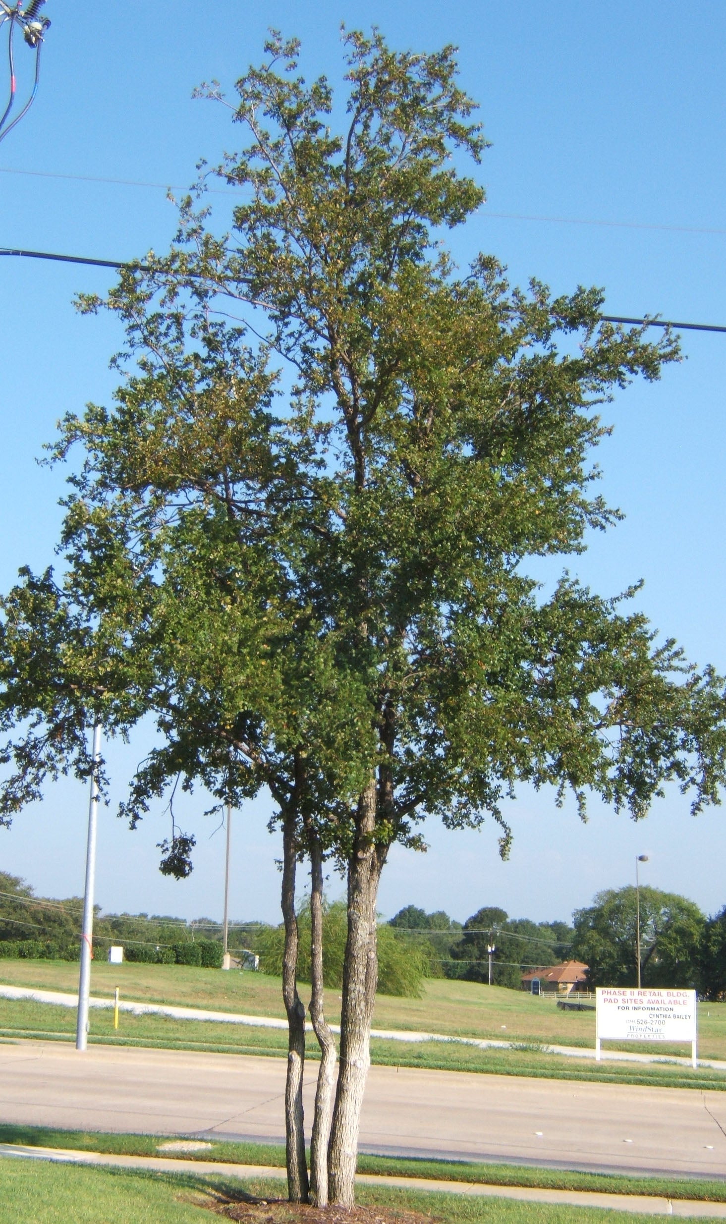 Cedar Elm Ulmus Crassifolia The Tree Place TX
