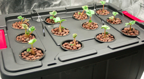 Hydroponic strawberries – Extended Seasons Indoor Gardening