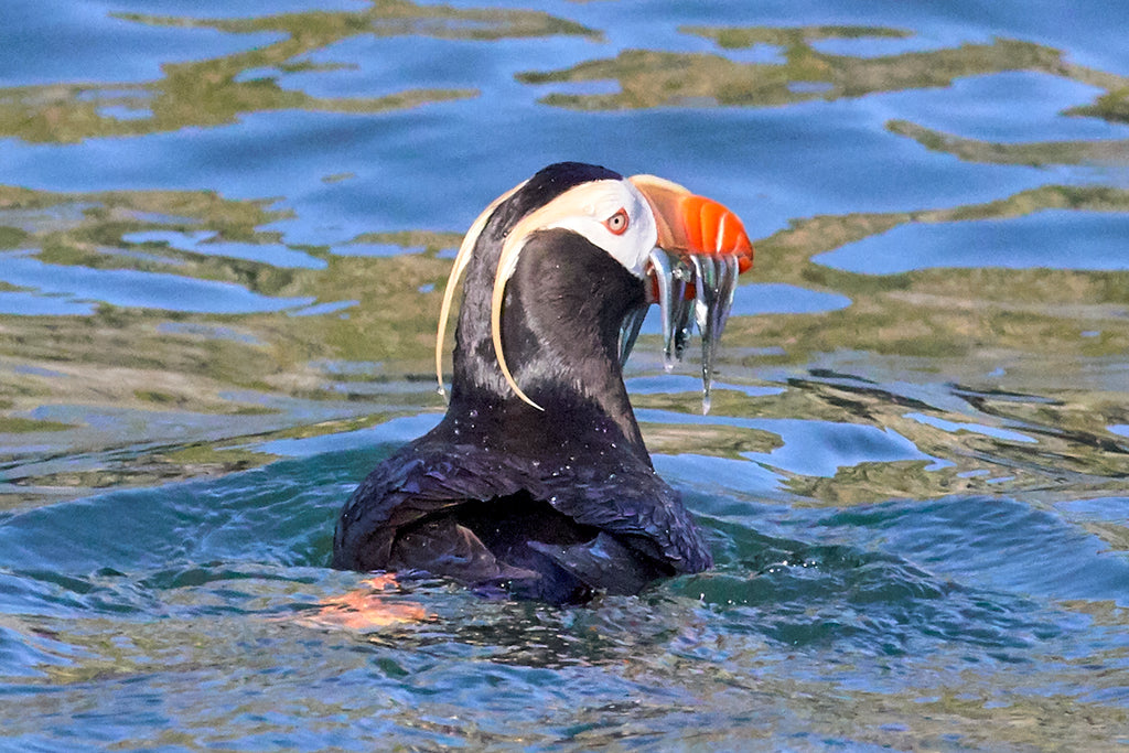 The puffin is unique in that it can stuff up to a dozen small fish across it's beak before flying home to serve dinner to its youngsters.