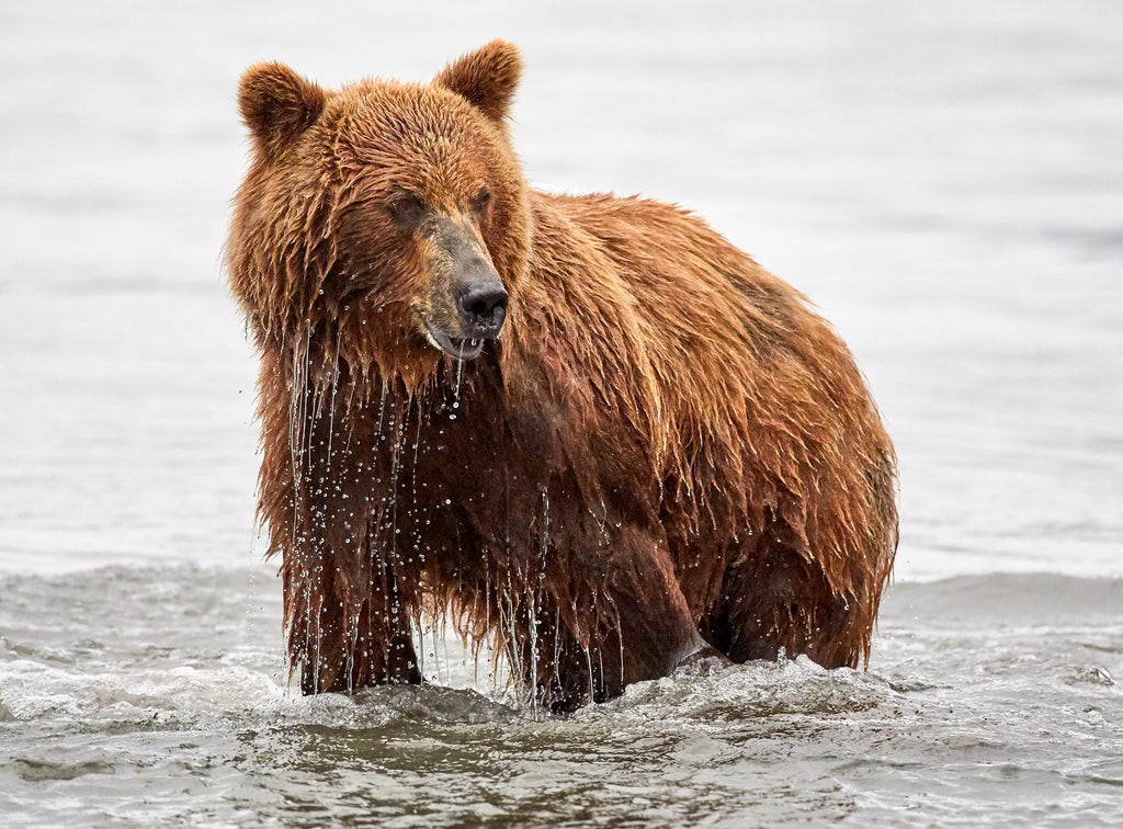 A magnificently healthy brown bear emerges from the water after chasing salmon.