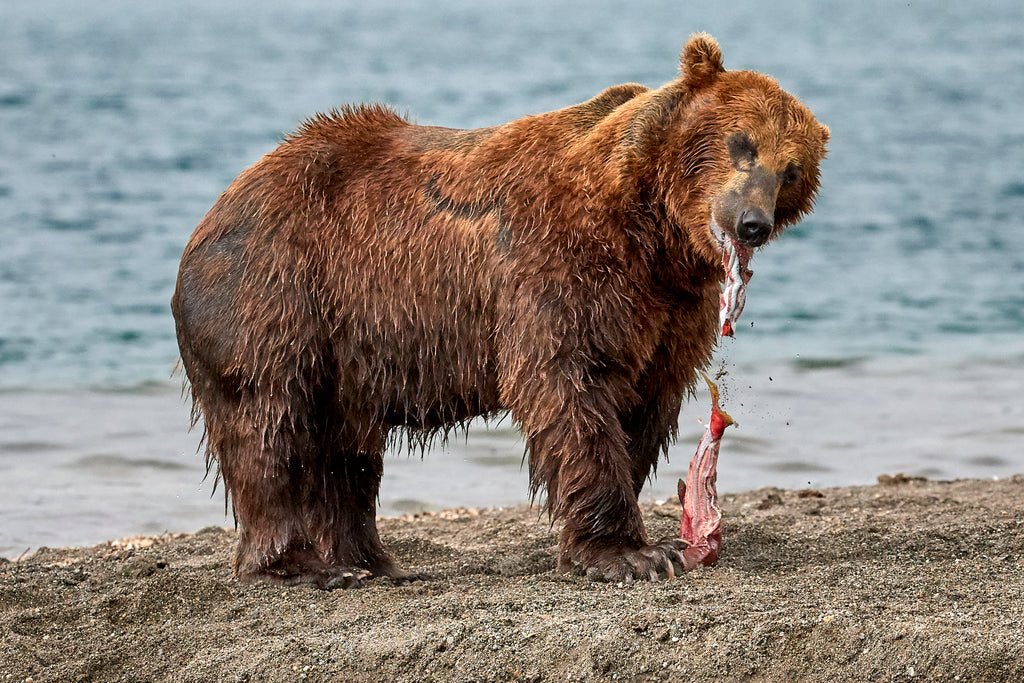The skillful art of skinning a fish is second nature to this brown bear.