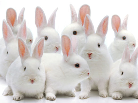 Fight animal testing in cosmetics 