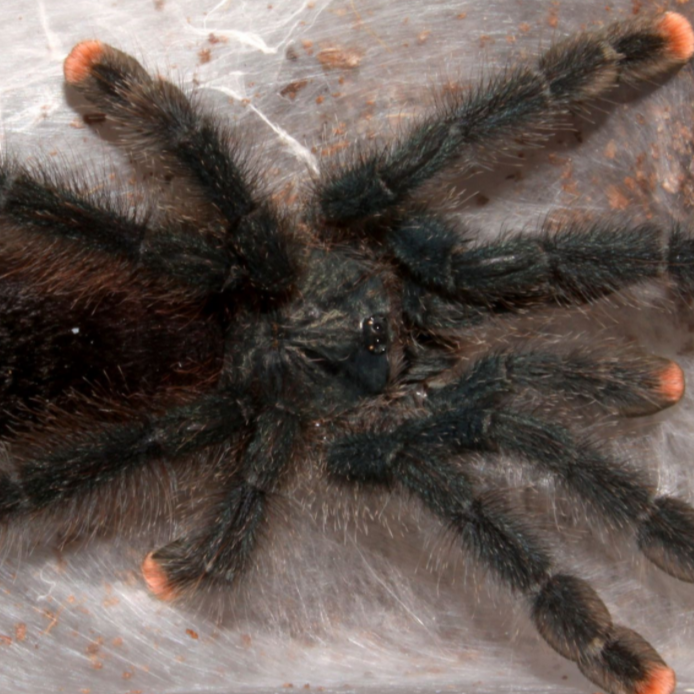 metallic pink toe tarantula