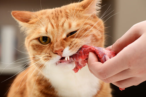 Cats and Raw Food: Is it safe? - Bella & Boots: Raw Pet Food