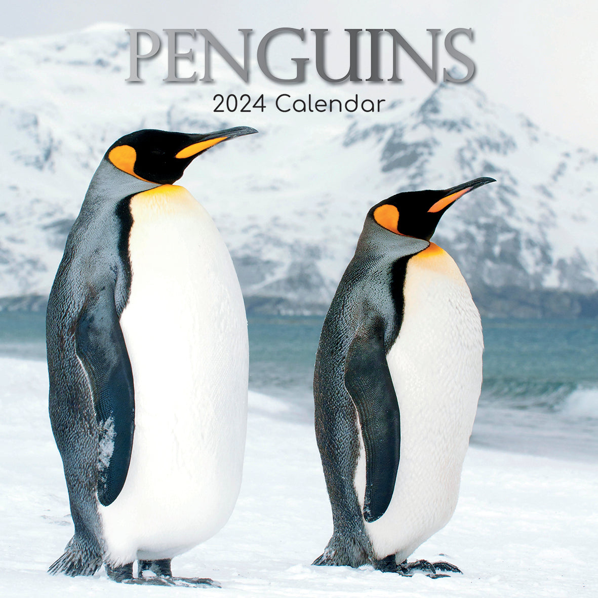 2024 Penguins Square Wall Calendar Just Calendars