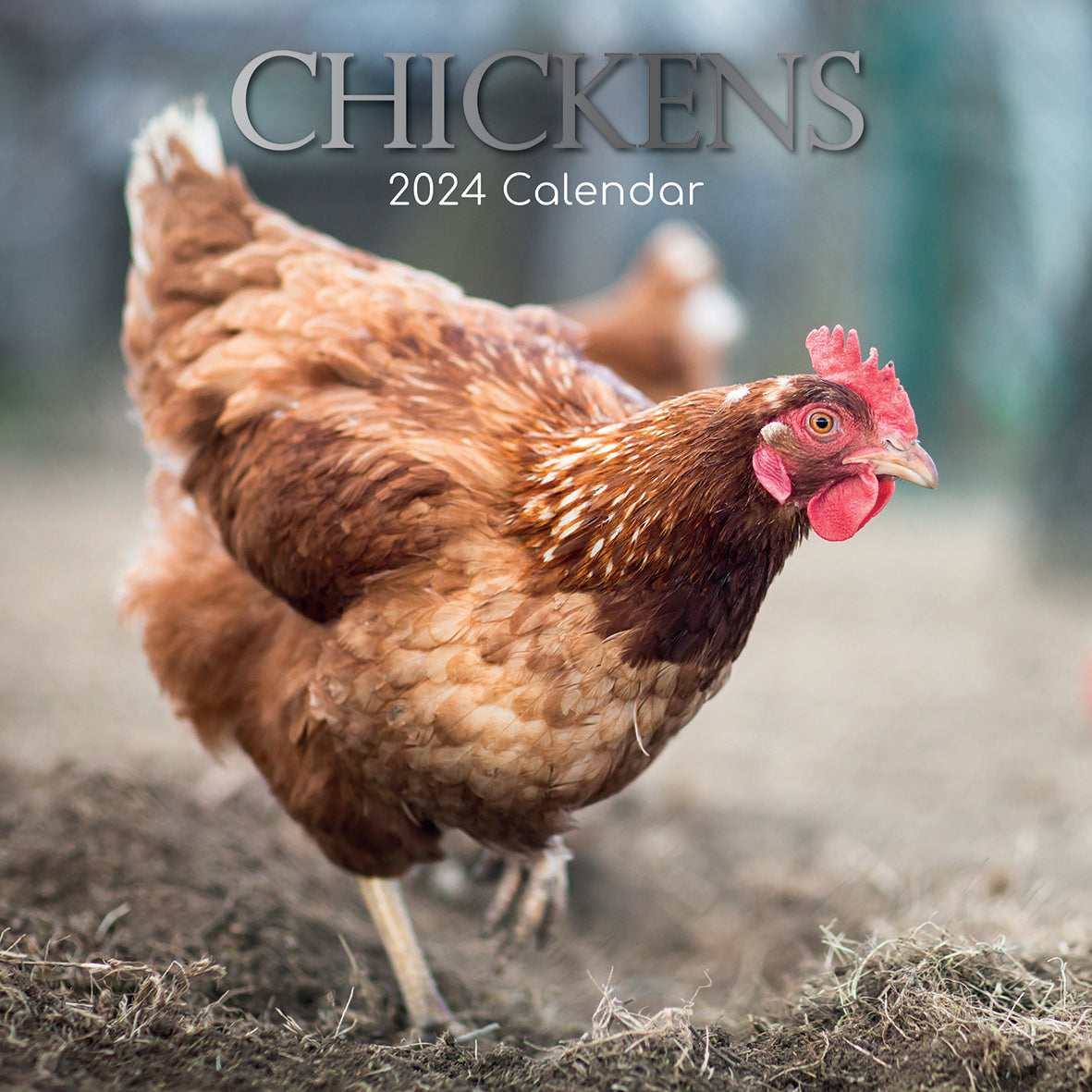 2024 Chickens Square Wall Calendar Animals & Wildlife Calendars by
