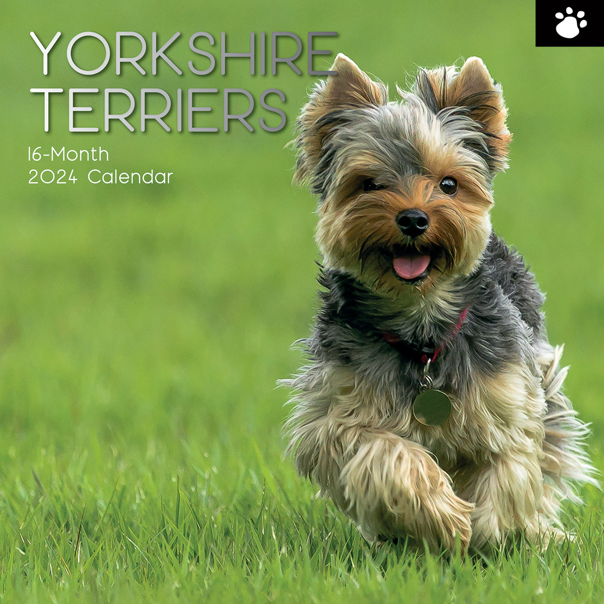 2024 Yorkshire Terriers Square Wall Calendar Just Calendars