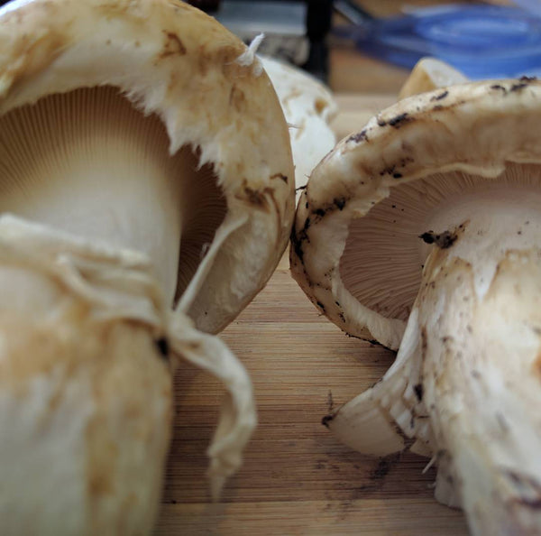 Matsutake vs Catathelasma