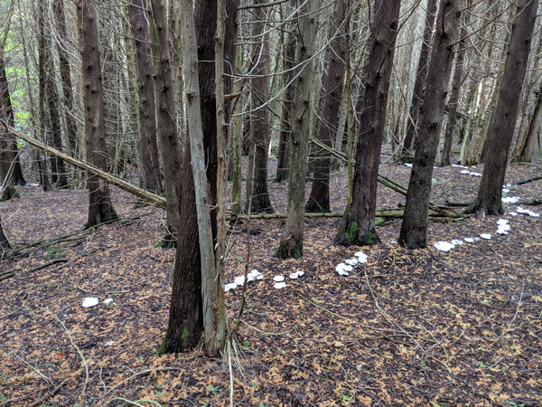 leucopaxillus gigantea fairy ring