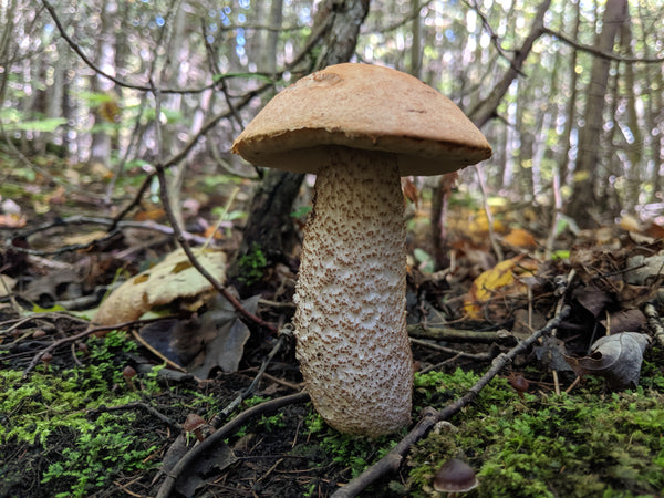 Leccinum sp. - scaber stalked bolete