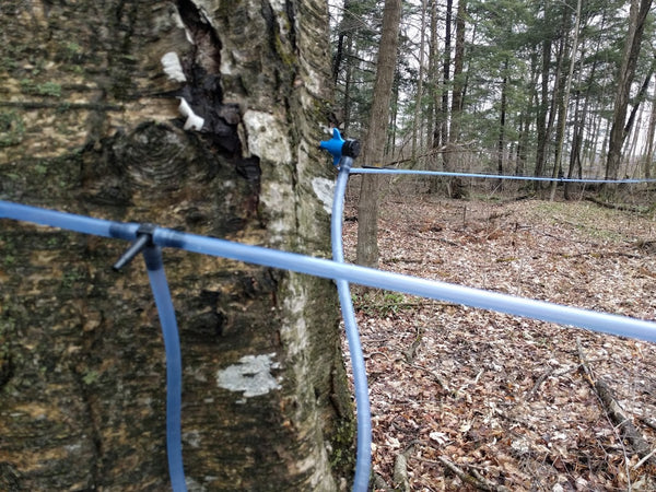 Tapping birch sap