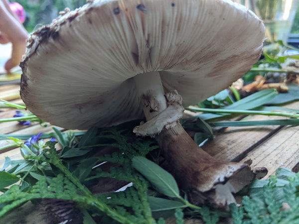 Shaggy Parasol- Chlorophyllum rhacodes