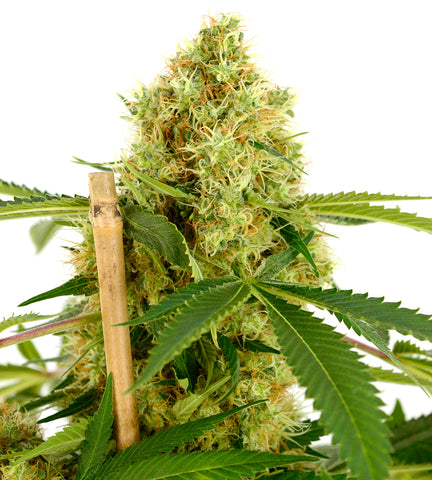 White Widow Marijuana plant