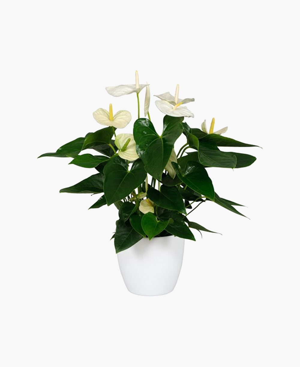 Anthurium pot