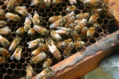 Queen Bee Manuka Honey Mother