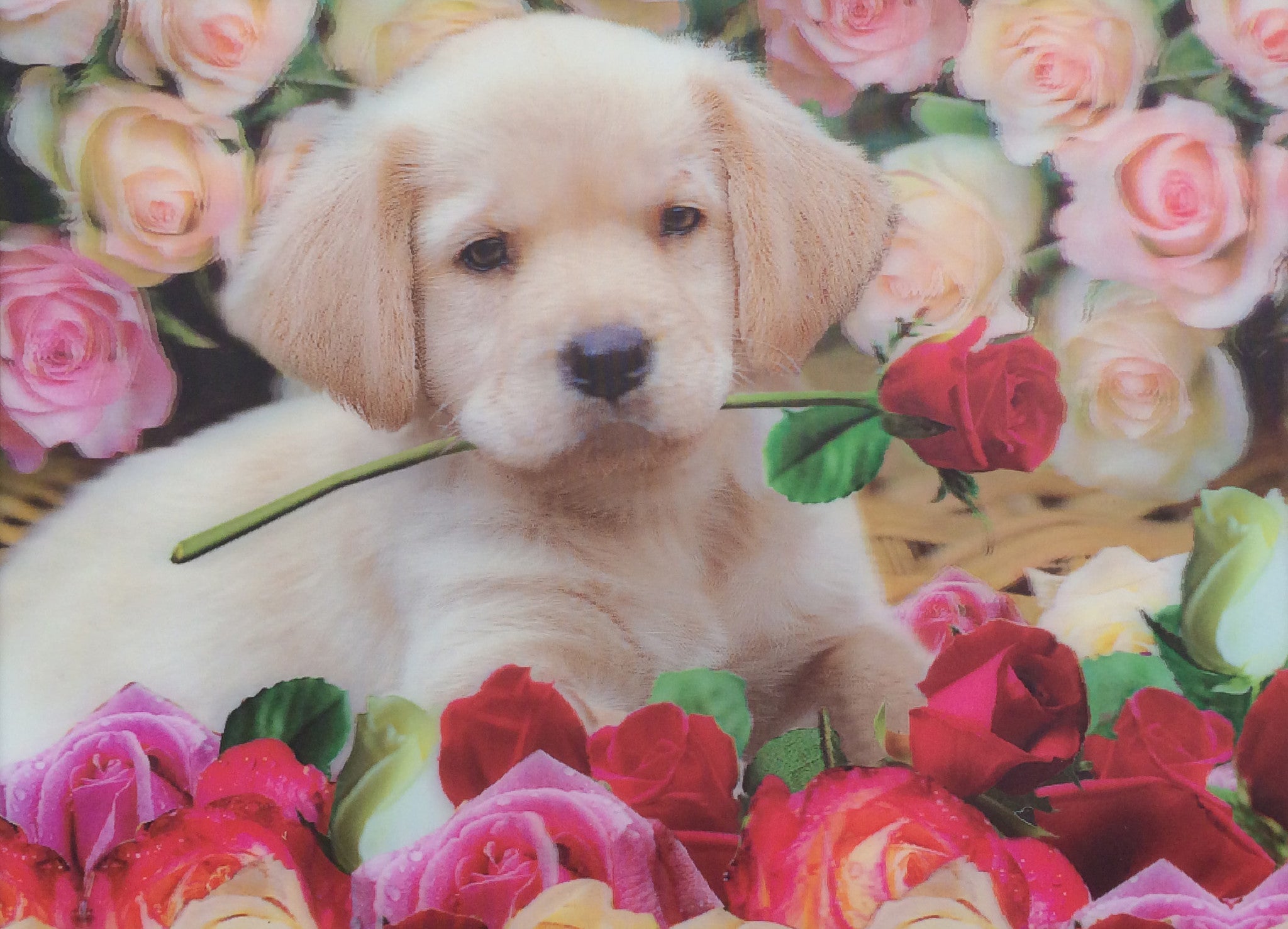 Cute Puppies With Roses | www.imgkid.com - The Image Kid Has It!
