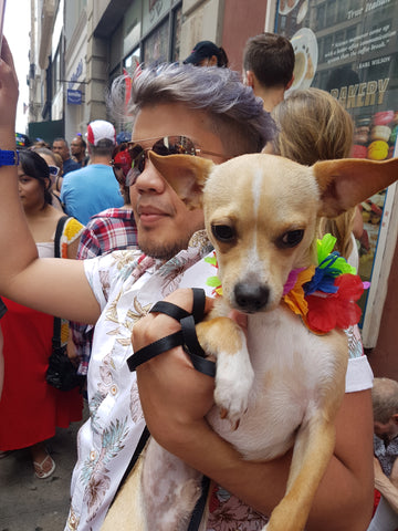 Chihuahua Love at NYC LGBT Pride March