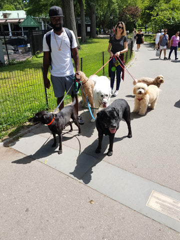 Dogs with their Dog Walkers in Central Park, NYC