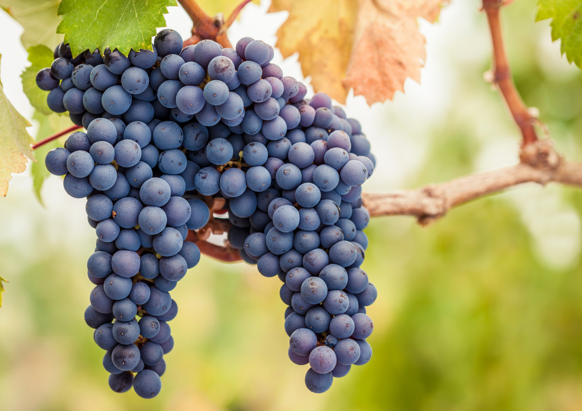 Spätburgunder het succesvolle zusje van Pinot Noir