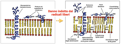  ANTIOSSIDANTI RADICALI LIBERI RALLENTARE INVECCHIAMENTO CUTANEO