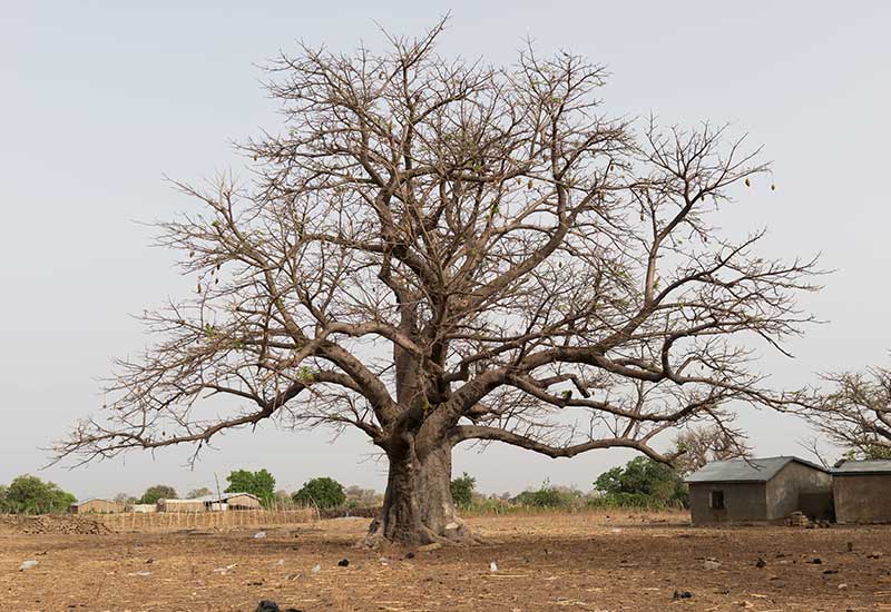 Baobab Tree