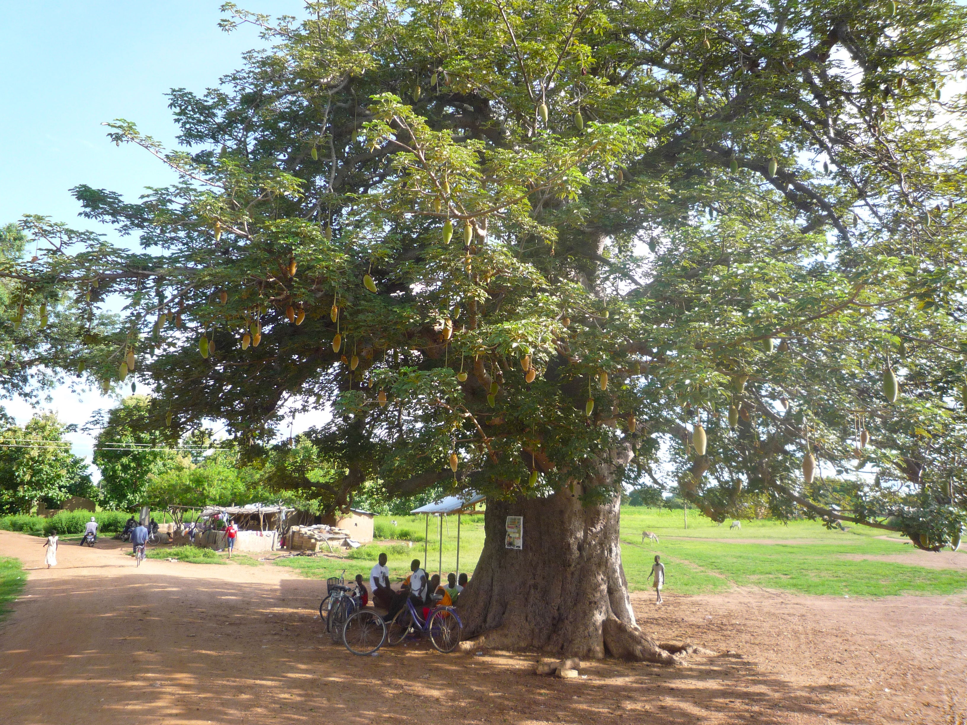 Baobab tree, near Paga Upper East Ghana where Aduna's supply chain is based
