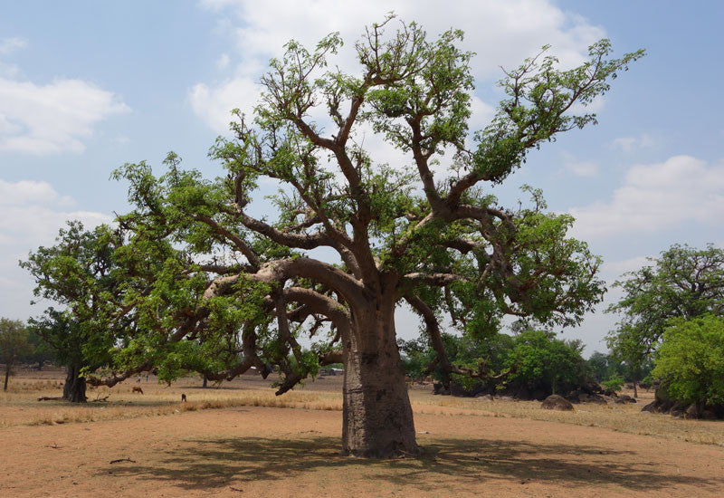 Baobab Tree In Africa