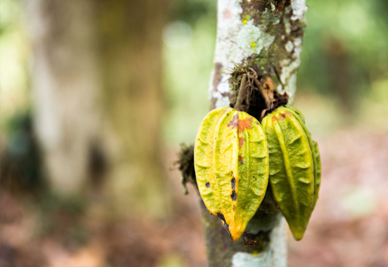 Cacao vs. Cocoa - What's the Difference?