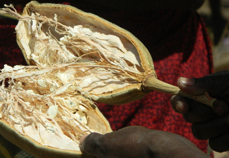 Open Baobab Fruit