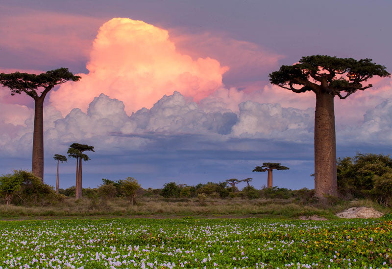 Aduna Baobab Trees