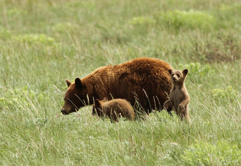 American Brown Bear walking with cubs in Glacier National Park Montana