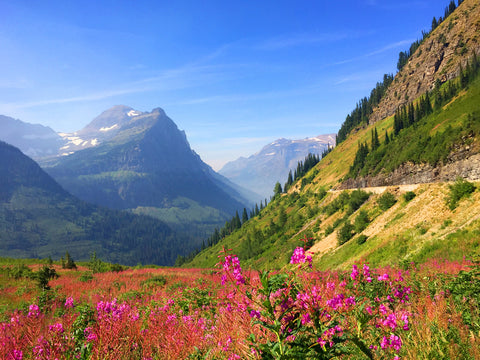 Colorful flowers and mountain range view in Glacier National Park, Montana USA