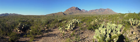 Desert cactus and mountains in Big Bend National Park Texas