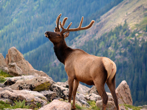 Elk standing on rocky mountain in Rocky Mountain National Park