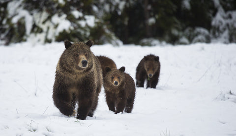 Grizzly Bear with cubs in Grand Teton National Park