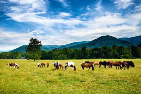 Herd of horses grazing in front of Great Smoky Mountains National Park