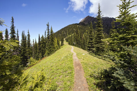 Hiking trail pathway through Pine Forest over steep mountain ridge in Olympic National Park, Washington