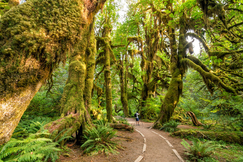 Hoh Rain Forest in Olympic National Park