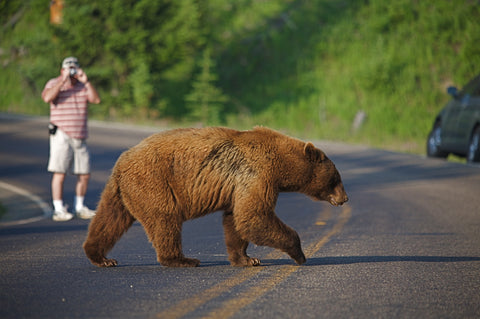 Large Cinnamon Black Bear crossing road with photographer in background at Yellowstone National Park