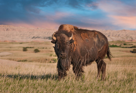 Lone bison standing in grasslands of Badlands National Park