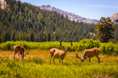 Several mule deer grazing grasslands in Yosemite National Park