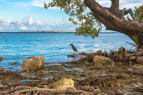Small Bird alongside beach by Atlantic Ocean in Key Biscayne National Park in Florida