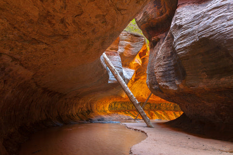 The Subway hiking path past a tree inside Zion National Park