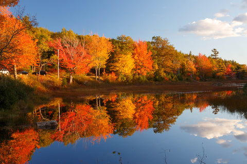 View of forest trees with fall color foliage and tree reflection at Acadia National Park