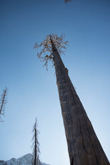 Big, dead tree. A fire victim