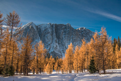 Golden larches October 2018 Floe Lake / Numa Pass