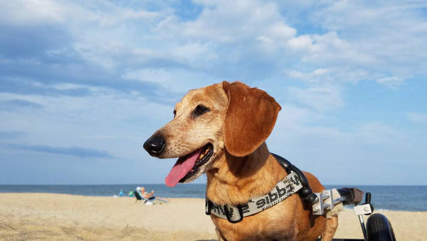 Dachshund in wheelchair on a beach