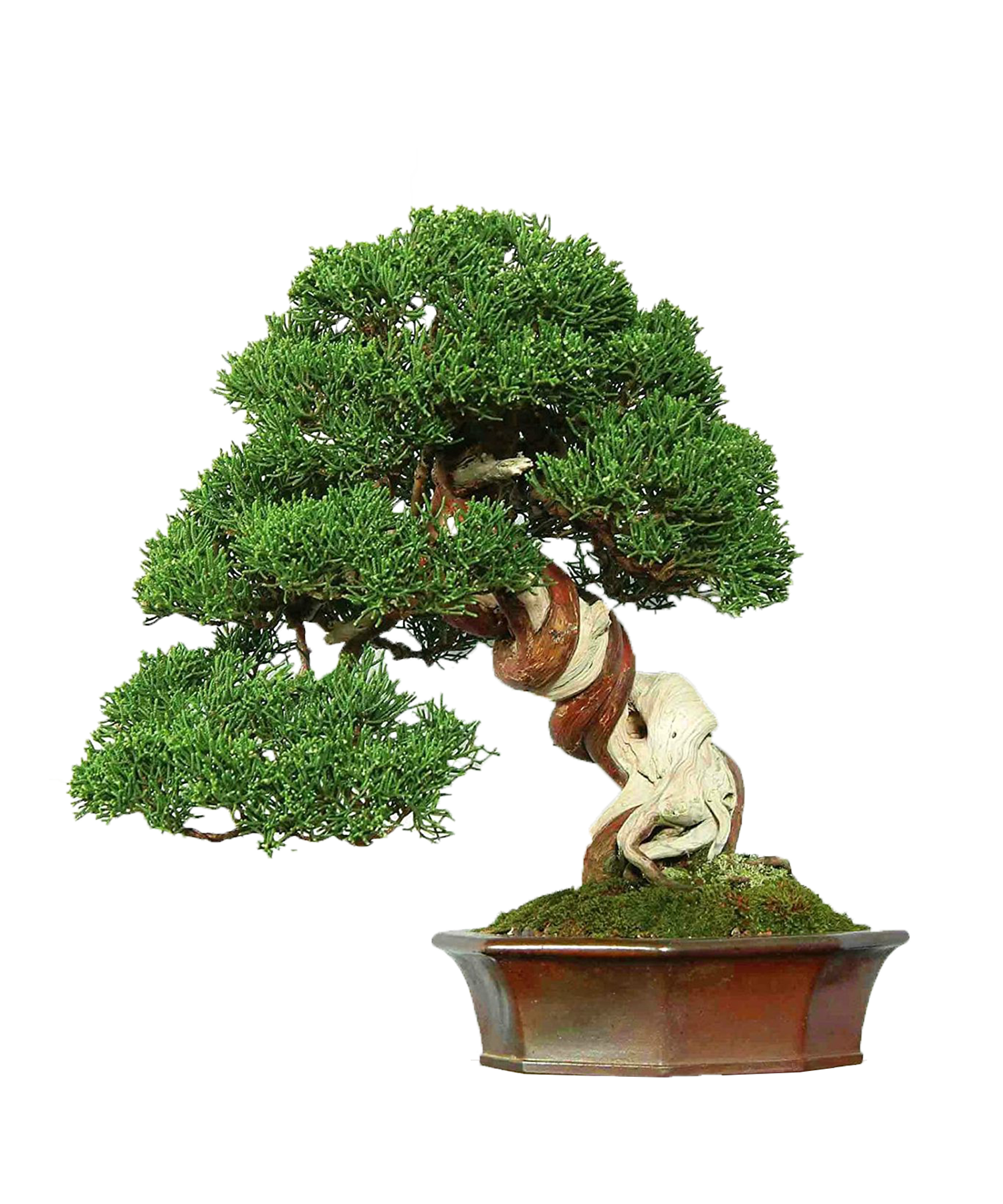 Juniper Procumbens Nana Bonsai Tree in 5.25" unglazed bonsai pot.Beautiful Trees 